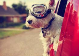 5-tips-traveling-pet