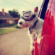 5-tips-traveling-pet